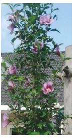 Hibiscus syriacus ‘Gandini Santiago’ Purple Pillar™ Rose of Sharon