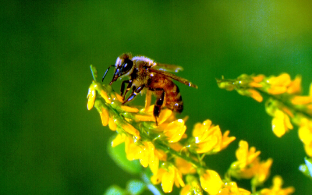 Bee population on the rise