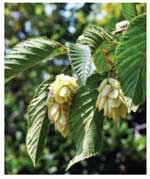 Hophornbeam