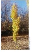 Fagus sylvatica ‘Fastigiata’ (Dawyck), Upright European Beech