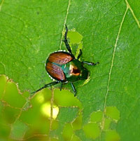 Japanese beetle