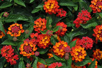 Lantana Lucky Red