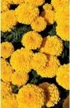 Marigold Marvel II™ Gold African from PanAmerican Seed
