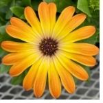 Sunshine beauty osteospermum