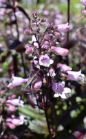 Penstemon ‘DAKOTA™ Burgundy’