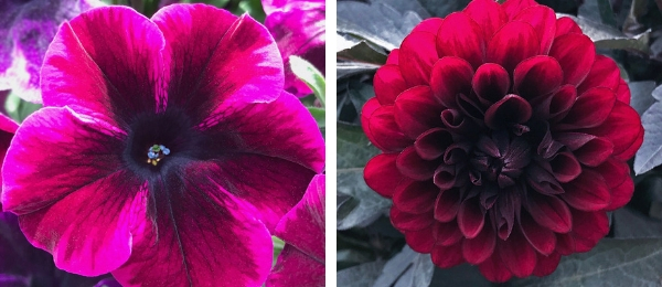 Petunia and dahlia