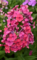 Phlox ‘Ka-Pow®’ series