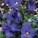 ‘QuicktimeTM Blue’ Viola from PanAmerican Seed