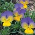 Viola ‘Rebelina Blue and Yellow’ from Sakata