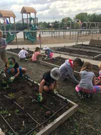 Bill Roberts School gardens