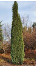 Juniperus scopulorum ‘Woodward’ – Woodward Rocky Mountain Juniper