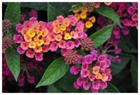 Lantana