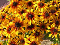 Rudbeckia "Rising Sun as Chestnut Gold"