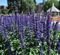 Salvia "Big Blue"