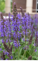 Salvia ‘Blue by You’