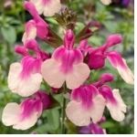 MirageTM Rose Bicolor Salvia greggii by Darwin Perennials 