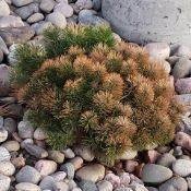 Evergreen with brown needles