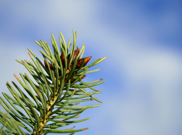 spruce against a blue sky