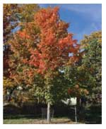 Sugar maple