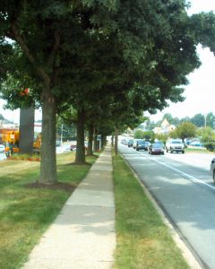 tree diversity in urban forests