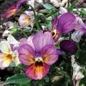 Viola F1 GemTM ‘Plum Antique’ from American Takii