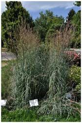 WINDWALKER® Big Bluestem from Plant Select® 