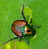 Japanese beetle