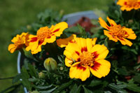 French marigold