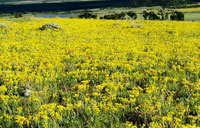 rabbitbrush