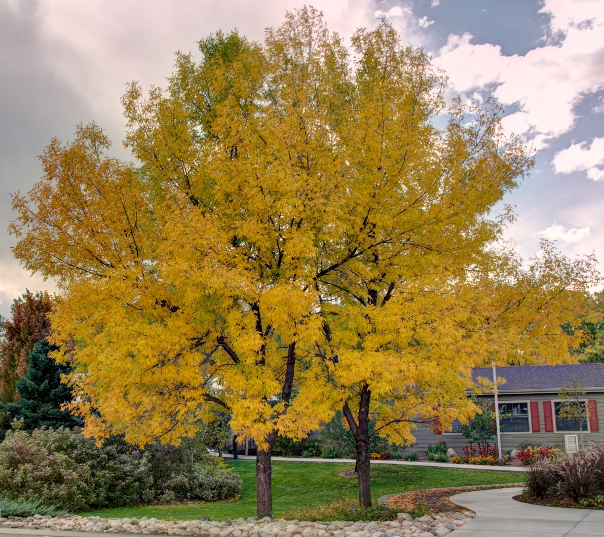 Ash tree affected by EAB